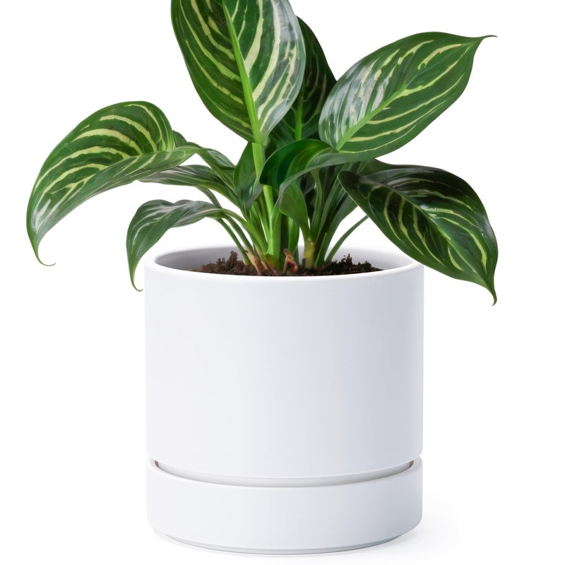 Phoenix Vine 6 Inch Planter Pot with Drainage Hole & Saucer, Deep Water Catch Tray, Straight Cylindrical Round Pot for Plants, Matte White, Pack of 1, 23-B-S-1 - Image 1