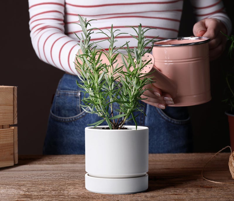 Phoenix Vine 6 Inch Planter Pot with Drainage Hole & Saucer, Deep Water Catch Tray, Straight Cylindrical Round Pot for Plants, Matte White, Pack of 1, 23-B-S-1 - Image 4
