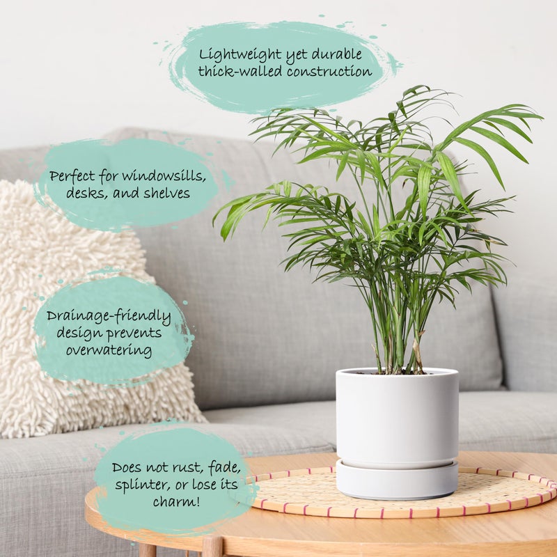 Phoenix Vine 6 Inch Planter Pot with Drainage Hole & Saucer, Deep Water Catch Tray, Straight Cylindrical Round Pot for Plants, Matte White, Pack of 1, 23-B-S-1 - Image 3