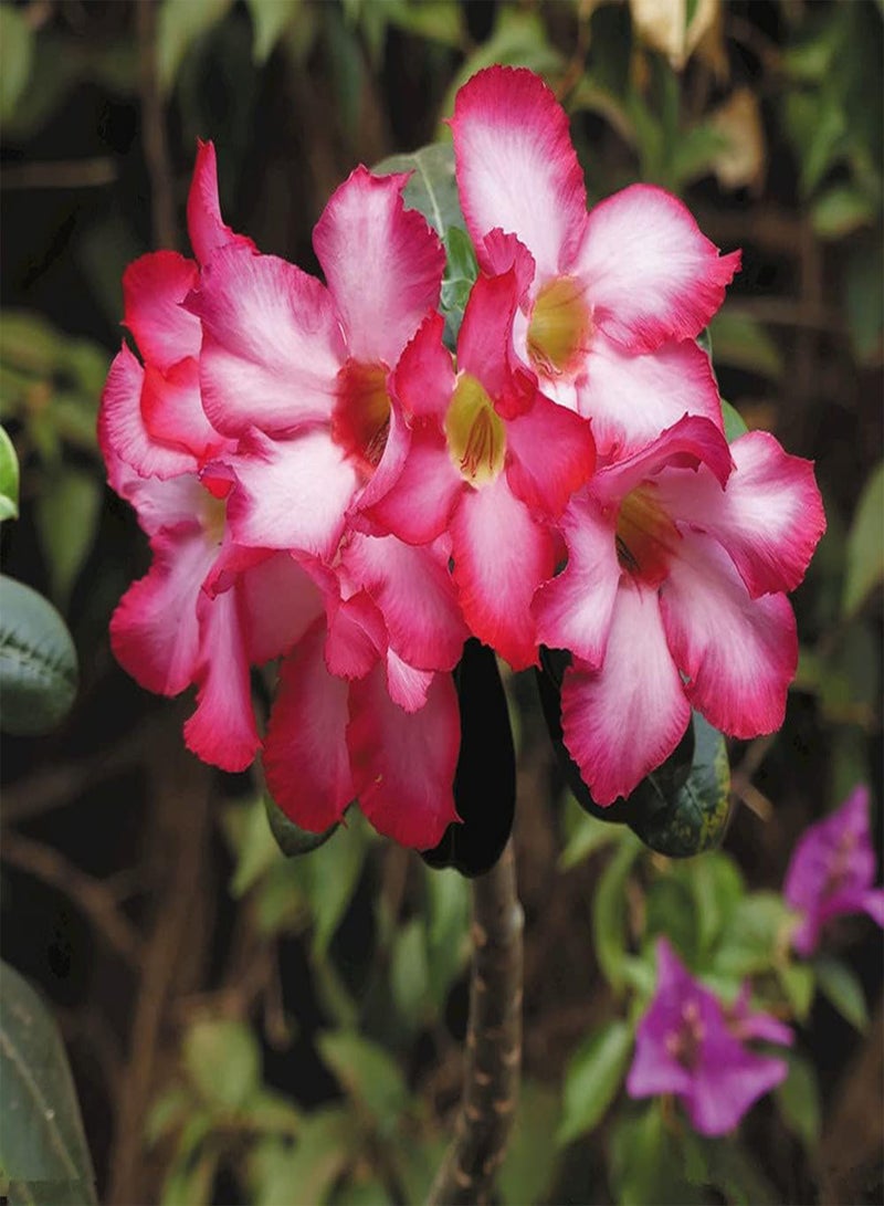 جي جوت 10 قطع من بذور وردة الصحراء المزروعة على شرفة داخلية، زهور غريبة جميلة تزين المنزل ولها قيمة زخرفية عالية - Image 1