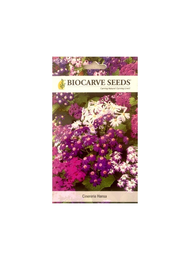 BIOCARVE SEEDS CINERERIA hansa Flower Seeds