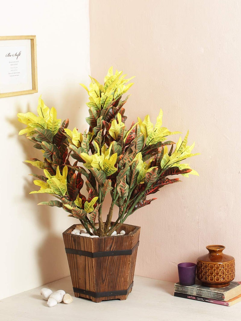 Fourwalls 60cm Tall Mini Croton Plant Without Pot - Image 3