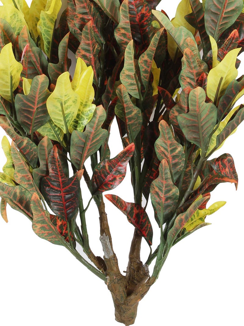 Fourwalls 60cm Tall Mini Croton Plant Without Pot - Image 5