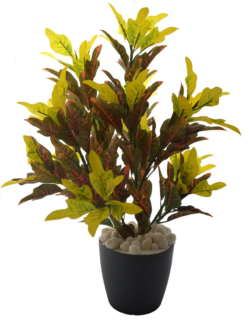 Fourwalls 60cm Tall Mini Croton Plant Without Pot - Image 1