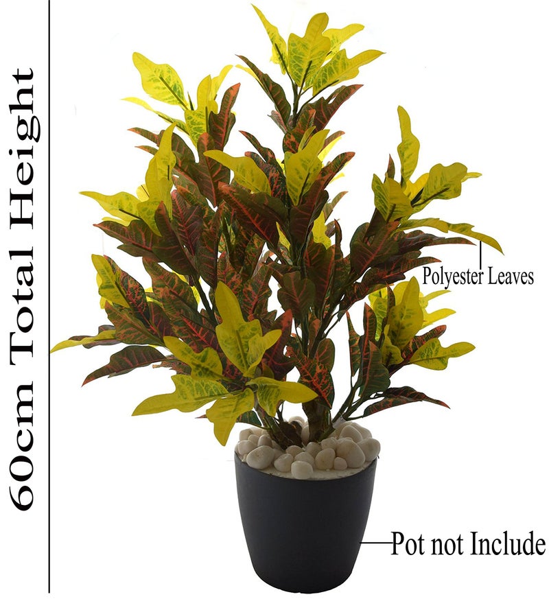 Fourwalls 60cm Tall Mini Croton Plant Without Pot - Image 2