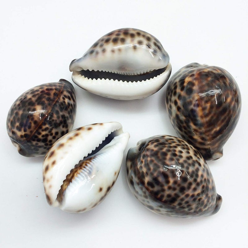 PEPPERLONELY 5PC Polished Tiger Cowrie Sea Shells 212 Inch  314 Inch - Image 1