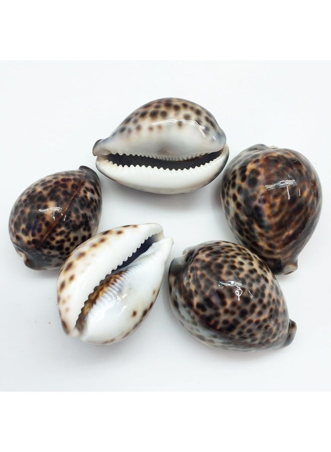 PEPPERLONELY 5PC Polished Tiger Cowrie Sea Shells 212 Inch  314 Inch - Image 4