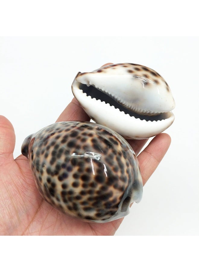 PEPPERLONELY 5PC Polished Tiger Cowrie Sea Shells 212 Inch  314 Inch - Image 3