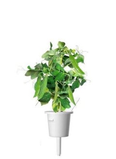 CLICK AND GROW Click  Grow Dwarf Pea  3pack  - Image 2