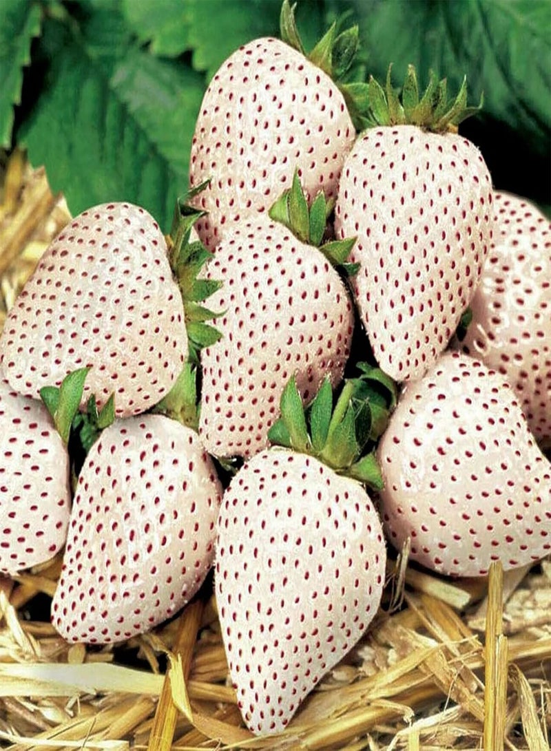 GGOOT 100Pcs Strawberry Seeds Sweet, White Strawberry Fragaria Seeds for Household Seed - Image 1