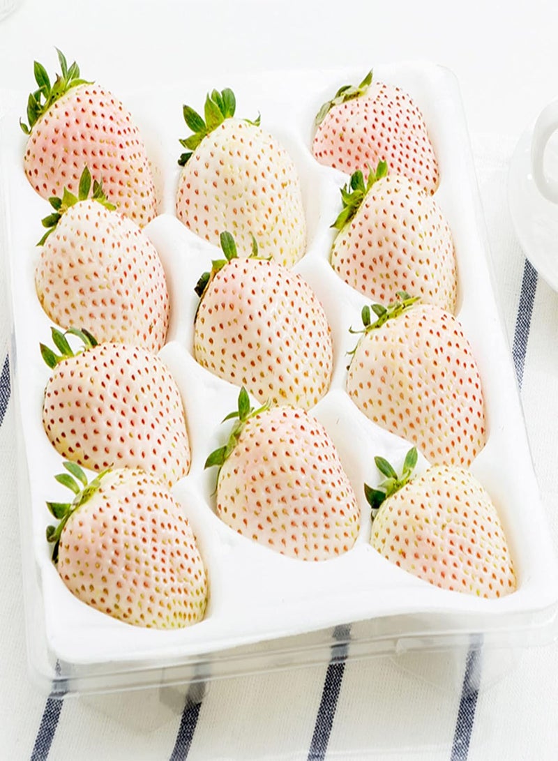 GGOOT 100Pcs Strawberry Seeds Sweet, White Strawberry Fragaria Seeds for Household Seed - Image 5