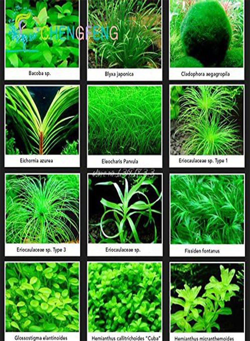 GGOOT 200 12 Kinds Mixed Aquarium Fish Tank Grass  Indoor Beautiful Watch Water Aquatic Plants Seed - Image 1