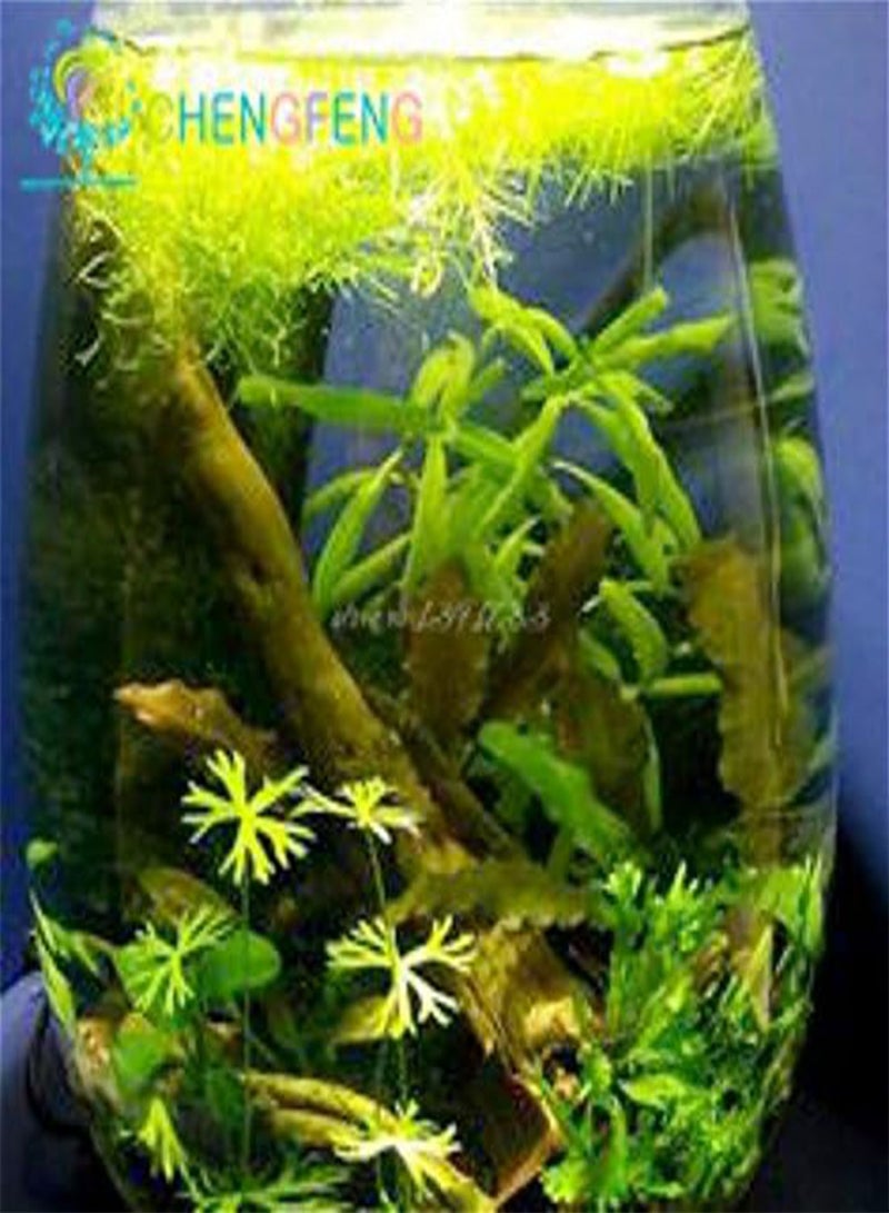 GGOOT 200 12 Kinds Mixed Aquarium Fish Tank Grass  Indoor Beautiful Watch Water Aquatic Plants Seed - Image 2