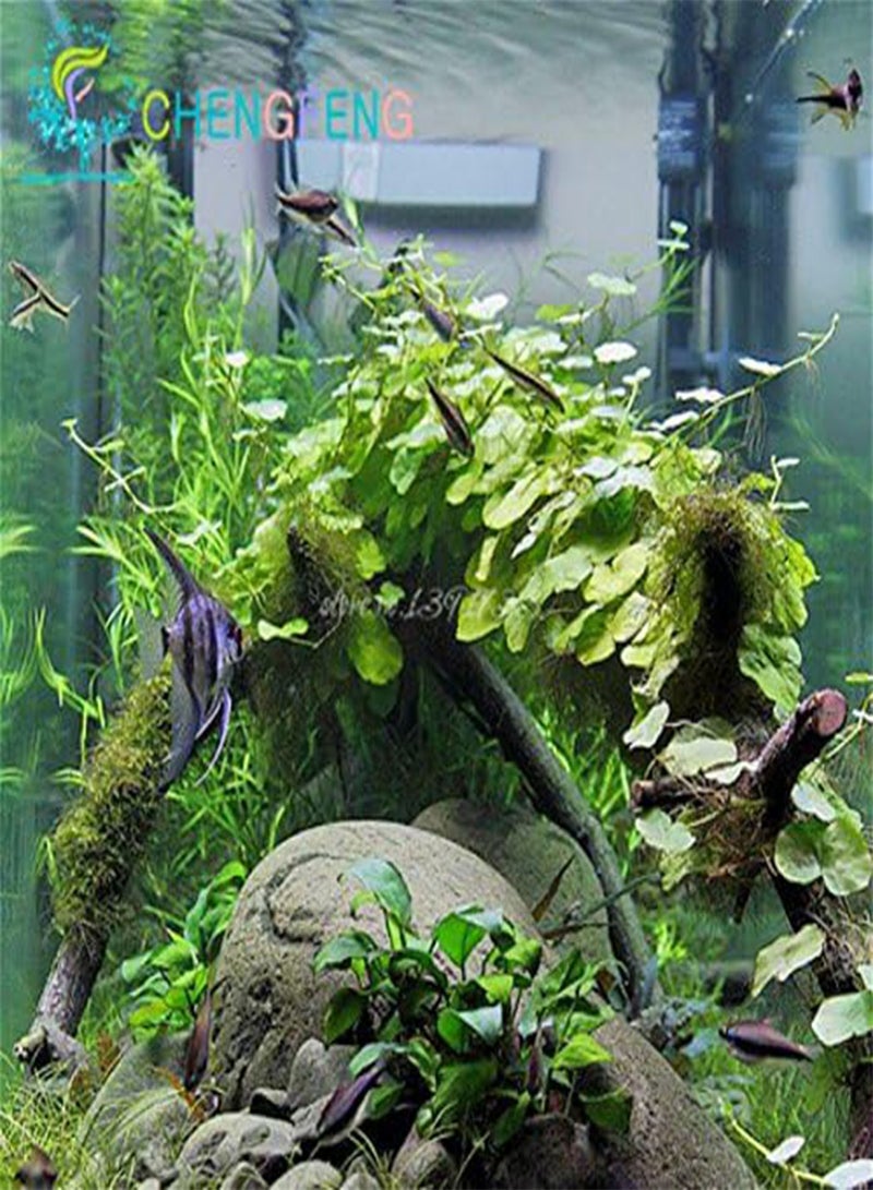 GGOOT 200 12 Kinds Mixed Aquarium Fish Tank Grass  Indoor Beautiful Watch Water Aquatic Plants Seed - Image 3