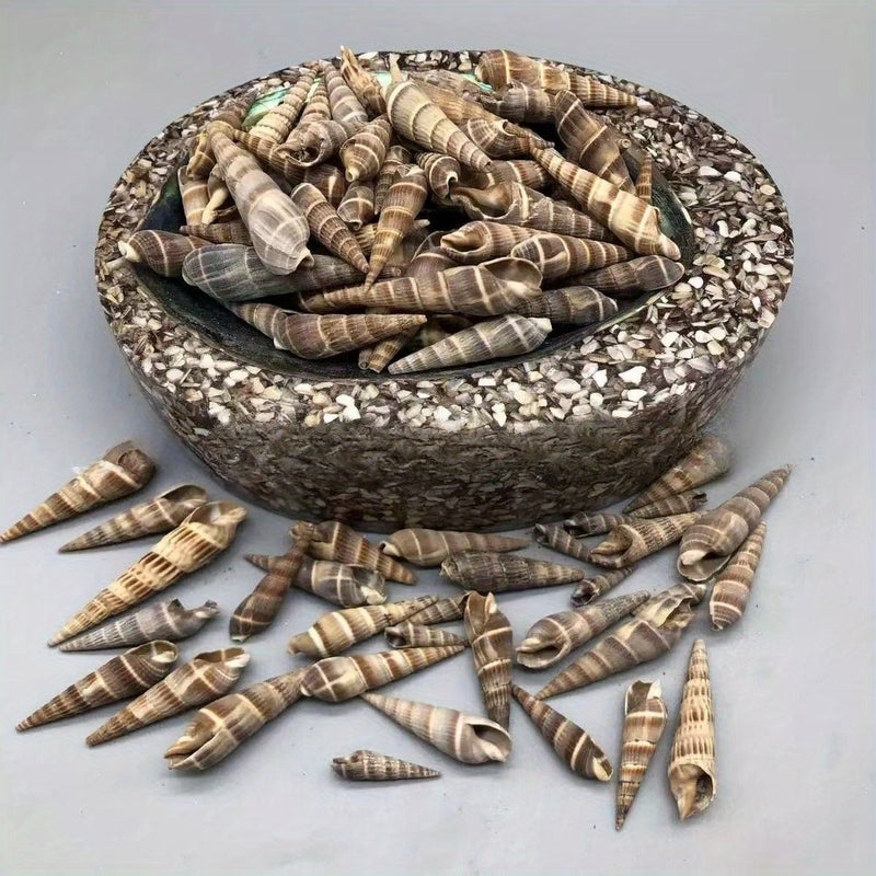 50 جرام من زينة الصدف الطبيعي المصنوعة من عقد الخيزران لحوض السمك وللحفلات المنزلية - Image 1