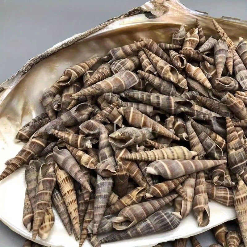 50 جرام من زينة الصدف الطبيعي المصنوعة من عقد الخيزران لحوض السمك وللحفلات المنزلية - Image 3