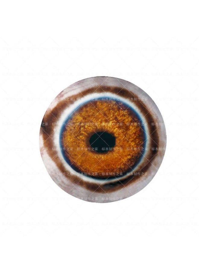 Specimen Prosthetic Eye Asian Elephant Glass Eye African Elephant Eyeball Model Prosthetic Eye-Height:Purple-22mm/1 Pair - pzsku/Z17A0C4FA2BC13D3D76B9Z/45/_/1741676460/081ff833-d63e-4cd4-b085-63cfb50d2396