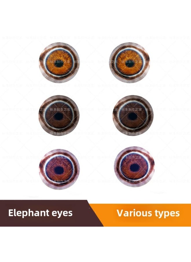 Specimen Prosthetic Eye Asian Elephant Glass Eye African Elephant Eyeball Model Prosthetic Eye-Height:Purple-22mm/1 Pair - pzsku/Z17A0C4FA2BC13D3D76B9Z/45/_/1741676508/9a63de73-90a0-4579-9e1b-5c61a0fdee7c