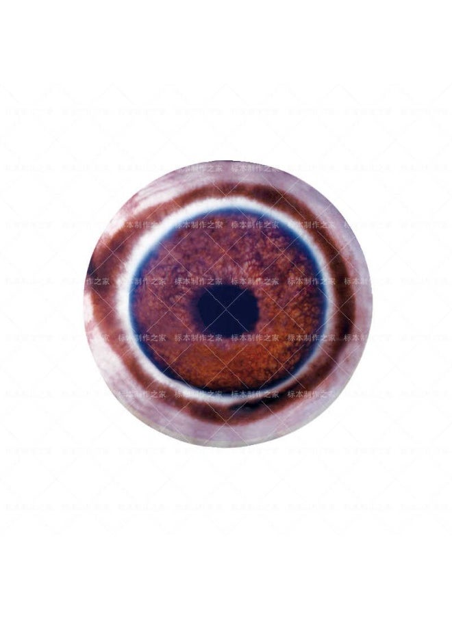 Specimen Prosthetic Eye Asian Elephant Glass Eye African Elephant Eyeball Model Prosthetic Eye-Height:Purple-22mm/1 Pair - pzsku/Z17A0C4FA2BC13D3D76B9Z/45/_/1741676512/241b2feb-6dbe-4894-9786-2da5602dd782