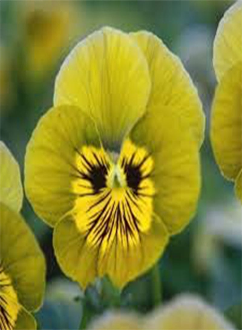 بذور طازجة 100 قطعة بذور زهرة بانسي الجميلة للزراعة مزيج أخضر