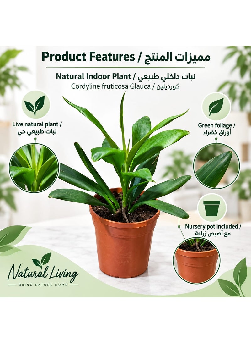 نبتة "كورديلاين فروتيكوزا غلاوكا" (Cordyline Fruticosa Glauca) طبيعية حية للاستخدام الداخلي، تتميز بأوراق خضراء وتأتي في أصيص مشتل. - Image 2