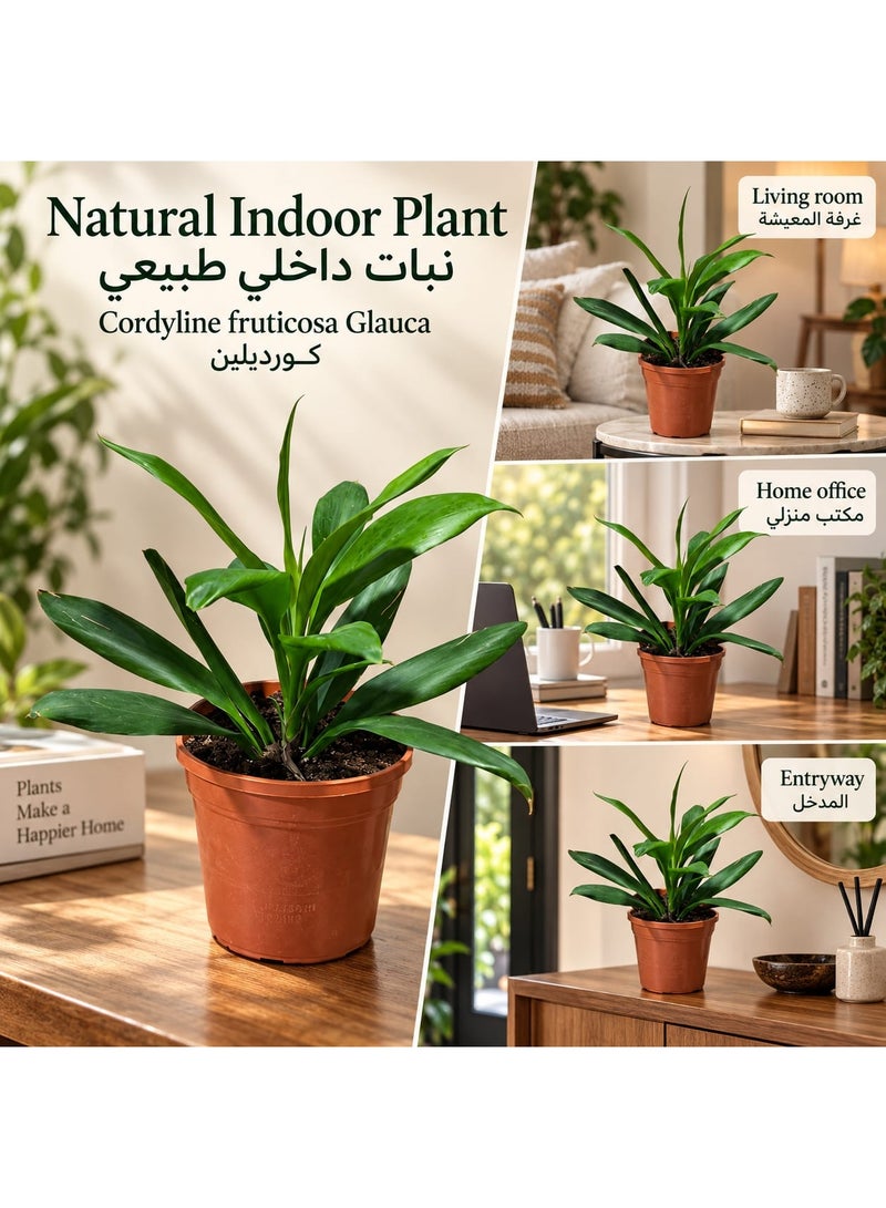 نبتة "كورديلاين فروتيكوزا غلاوكا" (Cordyline Fruticosa Glauca) طبيعية حية للاستخدام الداخلي، تتميز بأوراق خضراء وتأتي في أصيص مشتل. - Image 4