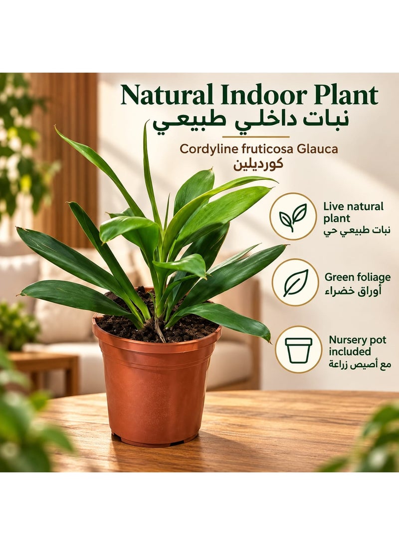 نبتة "كورديلاين فروتيكوزا غلاوكا" (Cordyline Fruticosa Glauca) طبيعية حية للاستخدام الداخلي، تتميز بأوراق خضراء وتأتي في أصيص مشتل. - Image 1