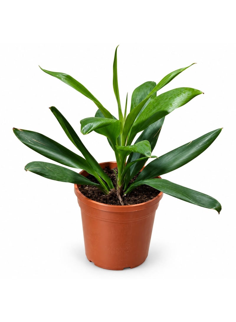 نبتة "كورديلاين فروتيكوزا غلاوكا" (Cordyline Fruticosa Glauca) طبيعية حية للاستخدام الداخلي، تتميز بأوراق خضراء وتأتي في أصيص مشتل. - Image 3