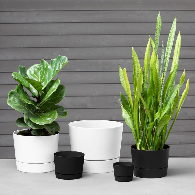 Root & Vessel Majestic Mid-Century Modern Low Profile Cylinder Pot, Matte Black, 8.5" - Image 2
