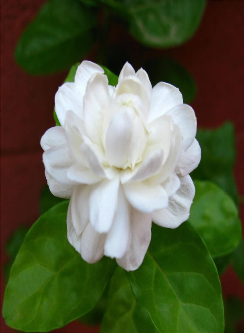 GGOOT Imported Jasmine Seeds-Garden Collection Gift Seeds Strong Growing Plant-Focusing on Quality of Each Seed-300pcs - Image 2