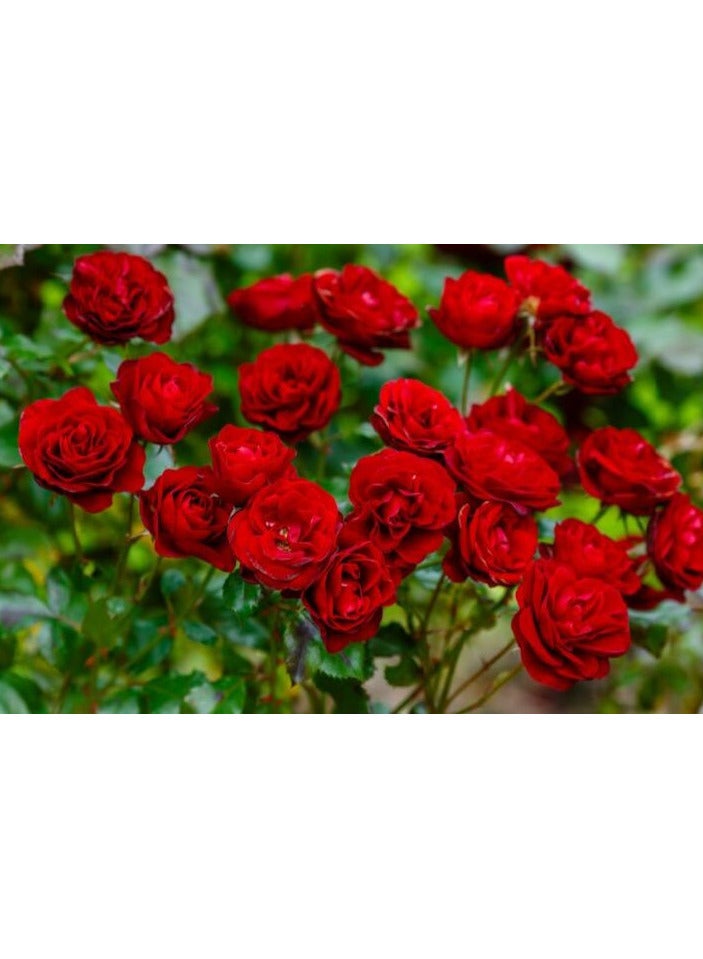 Multi-Use Essential Oil With Rose - 60 ml