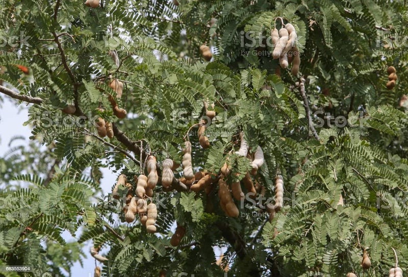 RUKDA Tamarind Tree Wood (Emli ki lakdiy) For Puja and Havan -250 gm - Image 3