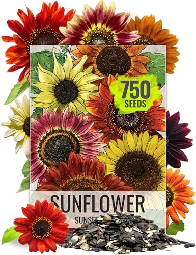Seed Needs Sunflower Seeds to Plant Sunset Blend 7 Varieties Mix | 750+ Seeds Helianthus Annuus Heirloom Open Pollinated Bulk Flower Seed | Multicolored Sun Flowers Garden Favorite - Image 1