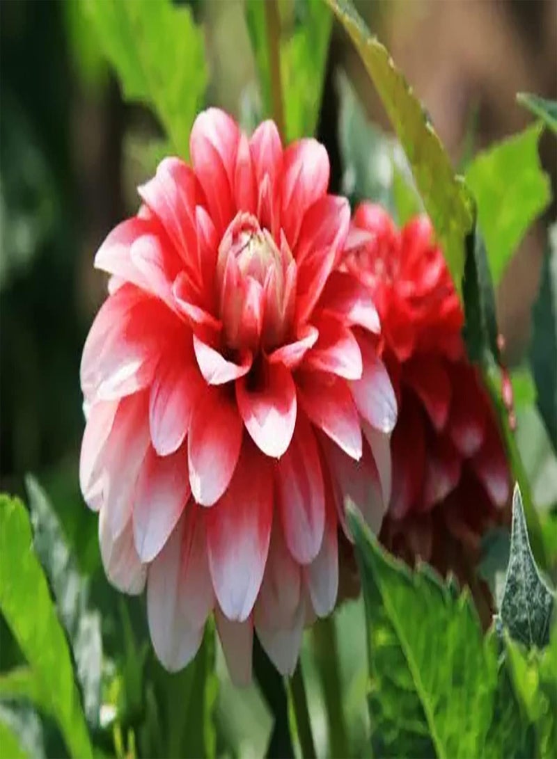 GGOOT 2pcs Gemengde Kleur Dahlia Bollen Familie Meerjarige Ingemaakte Snijbloemen Geweldige keuze voor Indoor Home Decor Weinig onderhoud Snel groeiend Gemakkelijk te verzorgen - Image 2