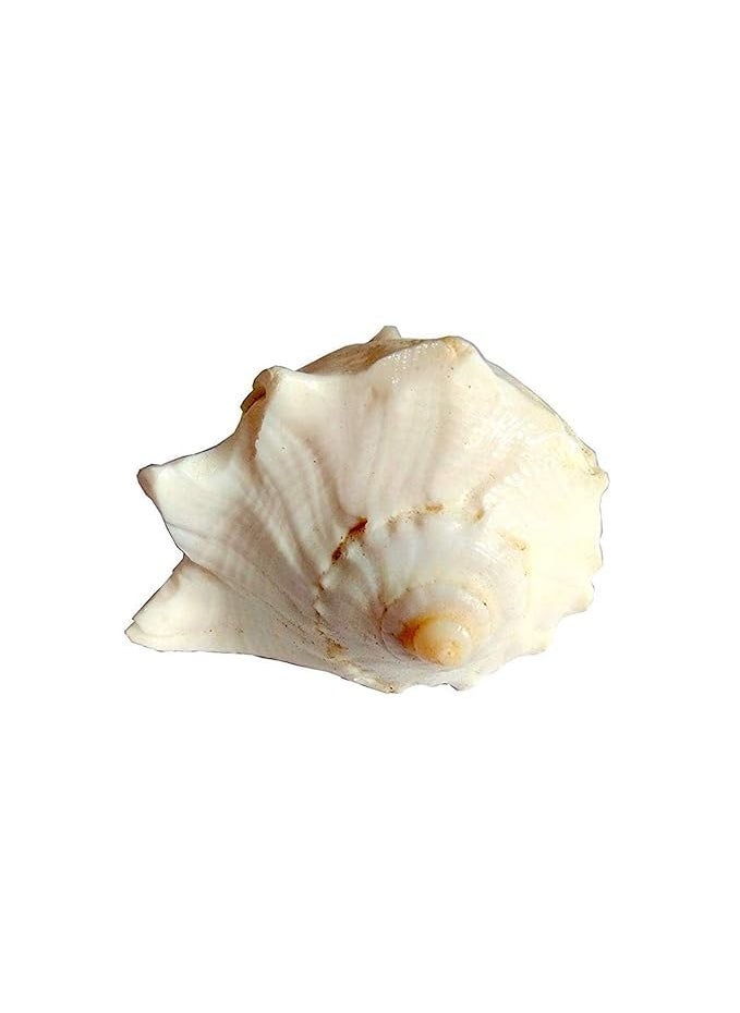 IndianStore4All Indianstore4all Dakshinavarti shankh Narayan Shank Natural dakshinavarti sankh for Pooja 35 inch 5 inchNon Blowing SHANKH  - Image 4