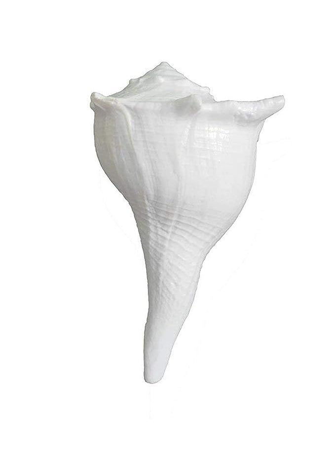 IndianStore4All Indianstore4all Dakshinavarti shankh Narayan Shank Natural dakshinavarti sankh for Pooja 35 inch 5 inchNon Blowing SHANKH  - Image 3