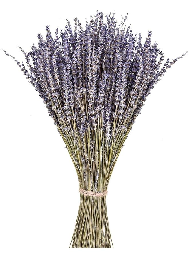 The Bros Lavender Dried flowers For home decoration 1 bunch 100-150 Stems 100% Natural Dried Lavender - Image 1