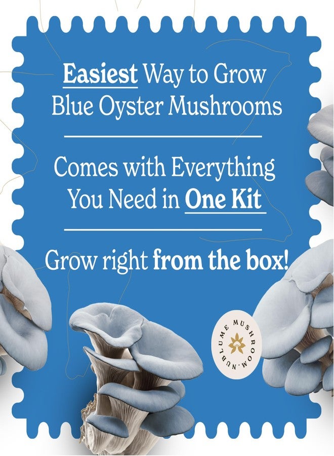 NuBlume Blue Oyster Mushroom Grow Kit - Ready-to-Fruit Indoor DIY Mushroom Kit - Grow Mushrooms at Home in 7-10 Days - Easy Gourmet Umami - Culinary Grade - BloomBox Promise - Image 3