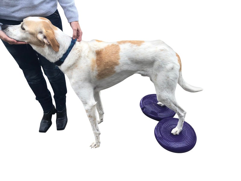 DEZAL Dog Balance Disc Cushion 14" - With 2 Exercises and Pump - Dog rehab Exercise Strength Endurance Conditioning Fitness Flexibility Rehabilitation Physical Training Tool for Senior Dogs - Image 5