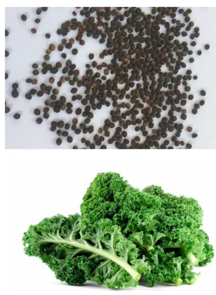 200PCS Kale Seeds For Planting Green Cabbage Seeds For Home Garden Planting - Image 3