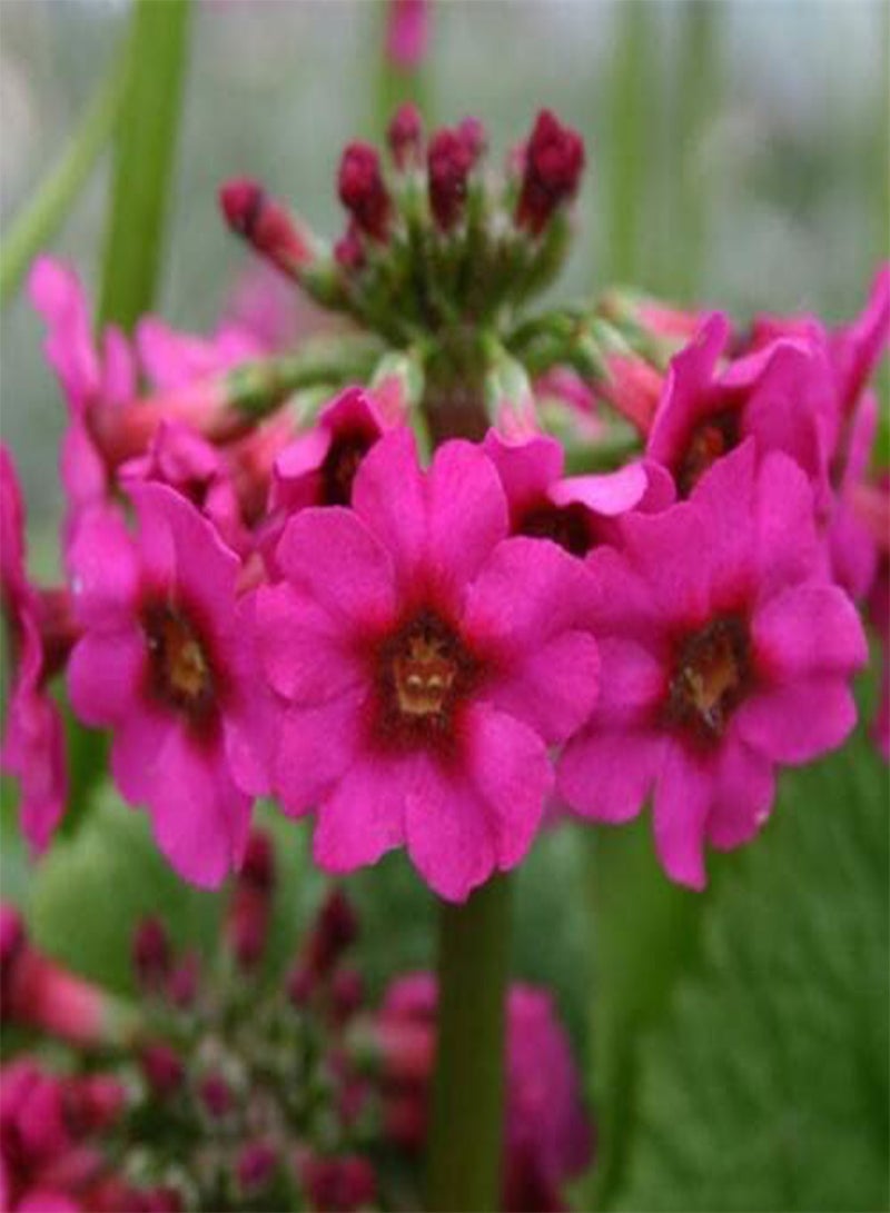 GGOOT Primula Pulverulenta (Mealy Cowslip) - 100 Seeds - Hardy Perennial - Image 2