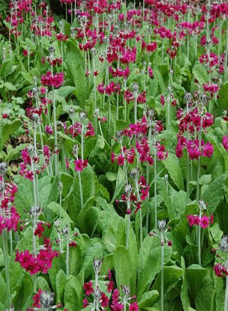 GGOOT Primula Pulverulenta (Mealy Cowslip) - 100 Seeds - Hardy Perennial - Image 1