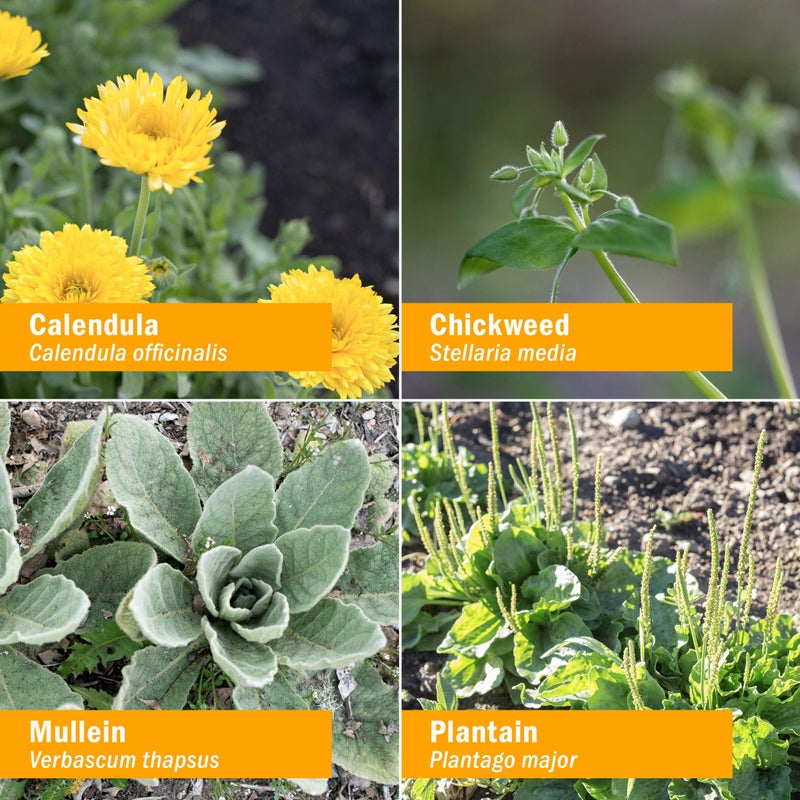 Herb Pharm Original Salve with Comfrey and St. John's Wort - 24 Grams - Image 3