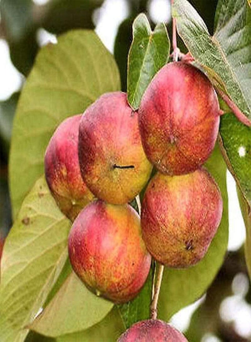 GGOOT Tung Oil Tree Vernicia fordii - Image 1