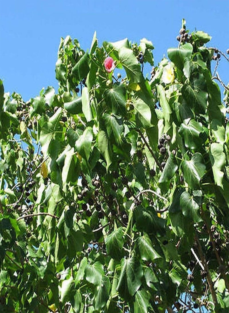 GGOOT Tung Oil Tree Vernicia fordii - Image 2