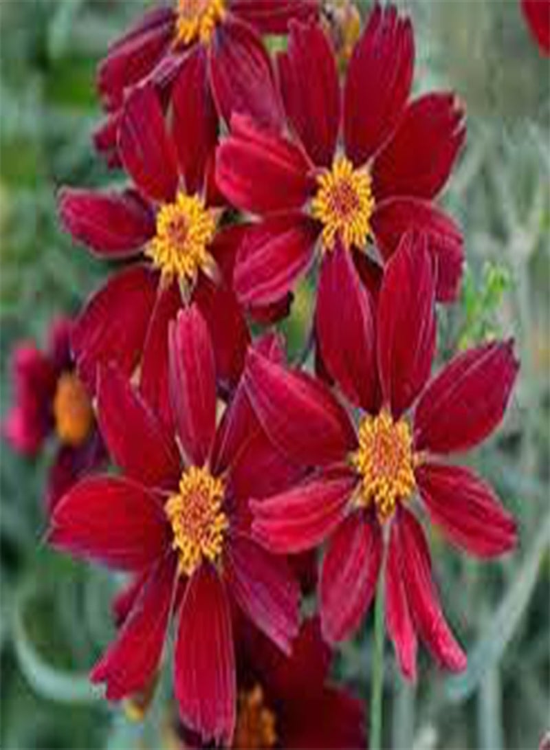 GGOOT 150pcs Mixed Color Double Petunia Flower Seeds