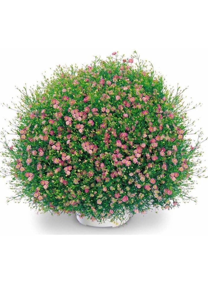 100PCS Gypsophila Paniculata Flower Seeds Mixed For Home Garden Planting - Image 2