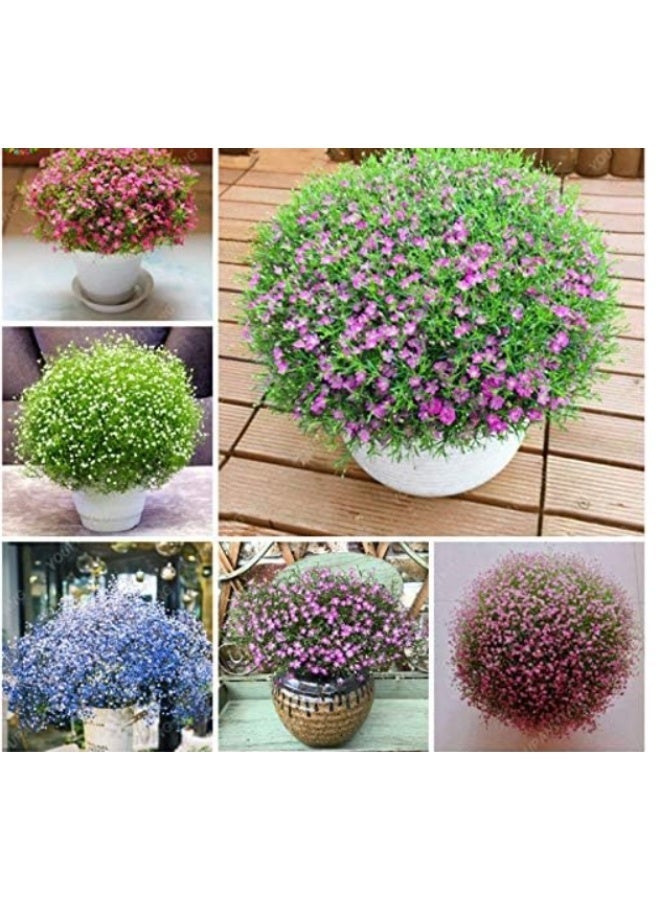 100PCS Gypsophila Paniculata Flower Seeds Mixed For Home Garden Planting - Image 1