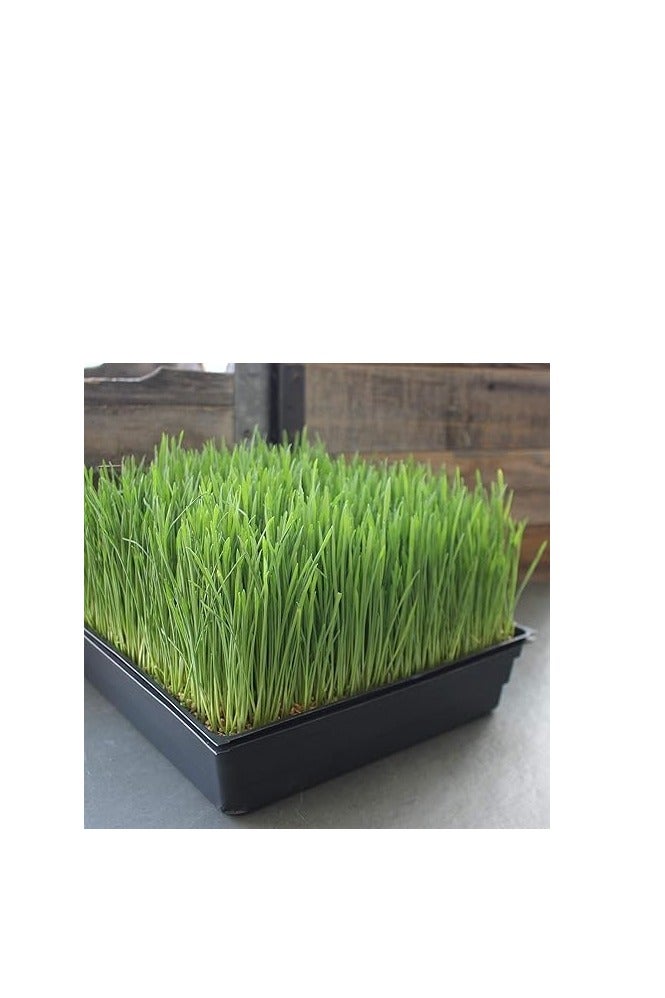 Generic Pvieked 10 Pack Growing Trays No Drain Holes 55 x 28 cm Propagation Trays Perfect Garden Seed Starter Grow Trays for Seedlings Gardening Indoor Micro Green Wheat Grass Hydroponics - Image 2