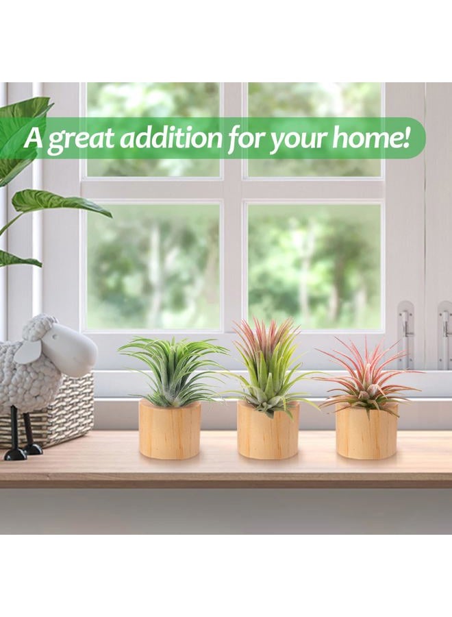 Bigmeta 3 Pcs Wood Air Plant Holder, 1.4" Rustic Style Airplant Display Stands - Image 2